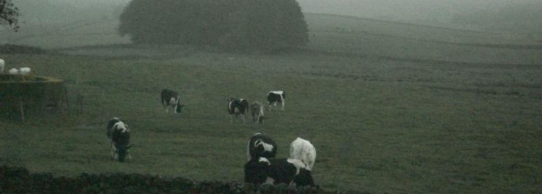 British Blue heifers at Cornhills farmhouse